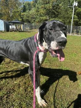 Gomez -  Great Dane Dog for Adoption in Orange, Virginia - Gomez | PetCurious