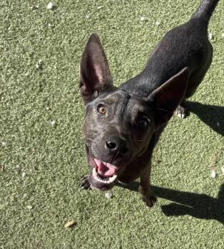 Ash -  Mixed Breed and Australian Kelpie Dog for Adoption in Chandler, Arizona - Ash | PetCurious