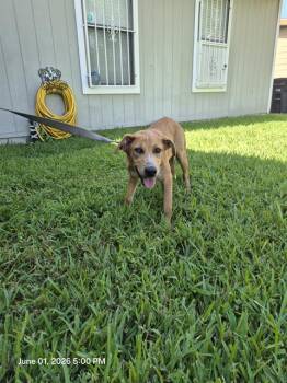 Terrier Dogs Available for Adoption in San Antonio, Texas - KILLIAN | PetCurious