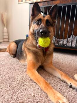 Koa -  German Shepherd Dog Dog for Adoption in Manhattan, Kansas - Koa | PetCurious