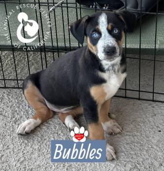Bubbles -  Australian Shepherd and Australian Cattle Dog Blue Heeler Dog for Adoption in Coachella, California - Bubbles | PetCurious