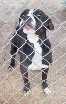 Rescue Pit Bull Terrier and Mixed Breed Dogs for Adoption in West Memphis, Arkansas - Stewart | PetCurious