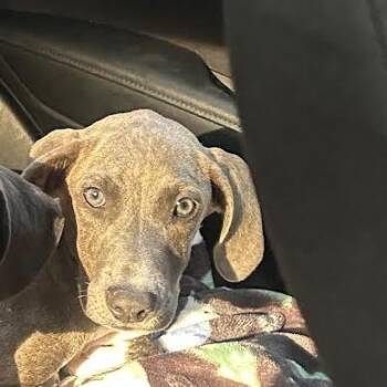 Dolly -  Labrador Retriever Dog for Adoption in South Elgin, Illinois - Dolly | PetCurious