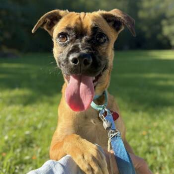 Rescue Mixed Breed Dogs for Adoption in Richmond, California - GINGERSNAP | PetCurious