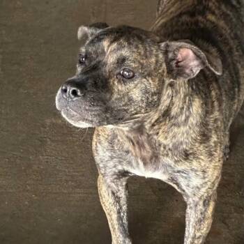 Carmilla -  Pit Bull Terrier and American Bulldog Dog for Adoption in East St. Louis, Illinois - Carmilla | PetCurious