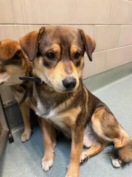 German Shepherd Dog and Mixed Breed Dogs Available for Adoption - GORDO | PetCurious