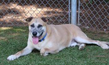 Max Athens -  Shepherd Dog for Adoption in Rockaway, New Jersey - Max Athens | PetCurious