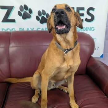 Highway -  Black Mouth Cur Dog for Adoption in Williston, Vermont - Highway | PetCurious
