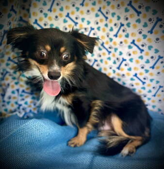 Rescue Pekingese and Chihuahua Dogs for Adoption in Pleasanton, Texas - Buster Moon | PetCurious