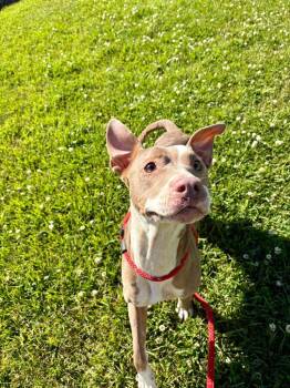 Pit Bull Terrier Dogs Available for Adoption in New Bern, North Carolina - Ruth | PetCurious