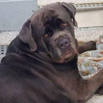 Duke -  Cane Corso Dog for Adoption in Lake Havasu City, Arizona - Duke | PetCurious