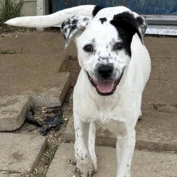 Panda -  Australian Cattle Dog Blue Heeler Dog for Adoption in Williston, Vermont - Panda | PetCurious