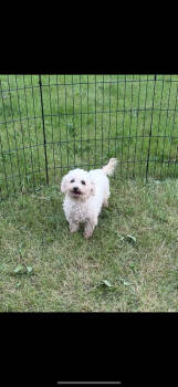 Rescue Maltese and Poodle Dogs for Adoption in Cheektowaga, New York - Cloud | PetCurious