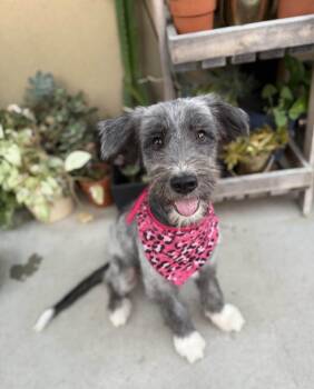Bliss -  Sheepadoodle Dog for Adoption in Poway, California - Bliss | PetCurious
