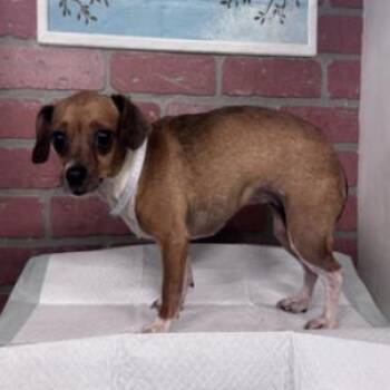 Lizzie -  Chihuahua and Miniature Dachshund Dog for Adoption in Park Row, Texas - Lizzie | PetCurious