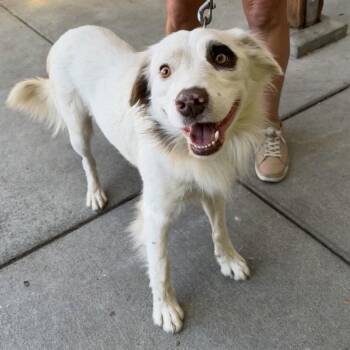BUCK -  Border Collie and Mixed Breed Dog for Adoption in Richmond, California - BUCK | PetCurious