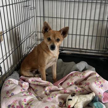 Mixed Breed Dogs Available for Adoption - Diego | PetCurious