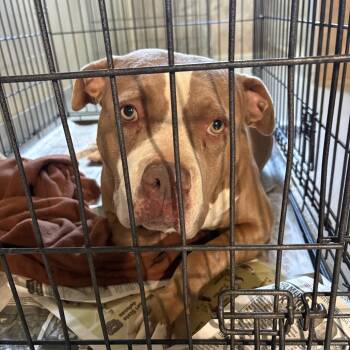 Hannah Stray Hold 10/26 -  Mixed Breed Dog for Adoption in Huntington, West Virginia - Hannah Stray Hold 10/26 | PetCurious