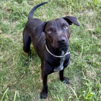 PUMPKIN -  Staffordshire Bull Terrier and Mixed Breed Dog for Adoption in Houston, Texas - PUMPKIN | PetCurious