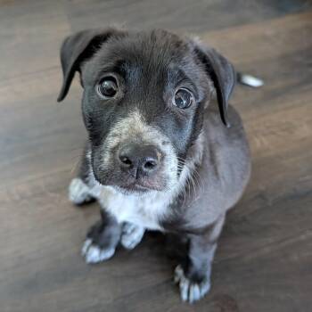 July -  Mixed Breed Dog for Adoption in Spanish Fork, Utah - July | PetCurious