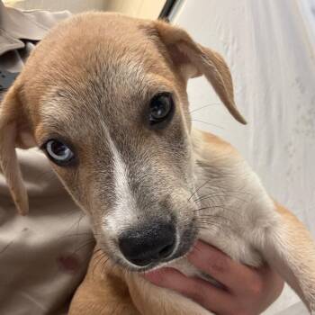 Dingo -  Mixed Breed Dog for Adoption in Lake Panasoffkee, Florida - Dingo | PetCurious