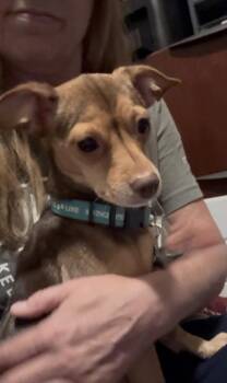 Chihuahua and Mixed Breed Dogs Available for Adoption in Fort Worth, Texas - Trouble | PetCurious