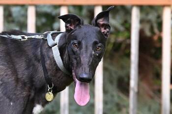 Zirc -  Greyhound Dog for Adoption in Minneapolis, Minnesota - Zirc | PetCurious