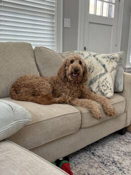 Golden Retriever and Standard Poodle Dogs Available for Adoption - Bella | PetCurious