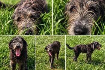 Grover -  Irish Wolfhound and Standard Poodle Dog for Adoption in Covington, Louisiana - Grover | PetCurious