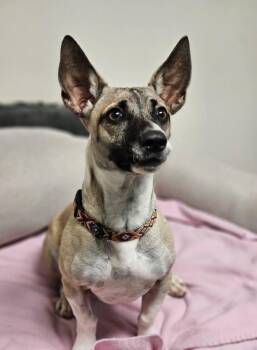 Rescue Chihuahua Dogs for Adoption in Broken Arrow, Oklahoma - MacGuyver | PetCurious