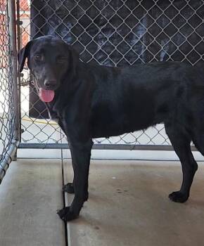 Rescue Labrador Retriever and Mixed Breed Dogs for Adoption in Redlands, California - NAOMI | PetCurious