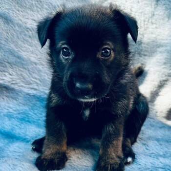 Barolo -  Shepherd Dog for Adoption in Houston, Texas - Barolo | PetCurious