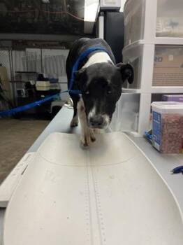 Terrier and Mixed Breed Dogs Available for Adoption in Gainesville, Florida - Marilyn | PetCurious