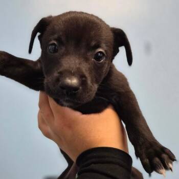 Catahoula Leopard Dog Dogs Available for Adoption - Zira | PetCurious