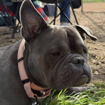 Noa -  Bulldog Dog for Adoption in Chicago, Illinois - Noa | PetCurious