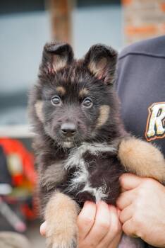 Haze -  German Shepherd Dog Dog for Adoption - Haze | PetCurious