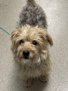 TITO -  Yorkshire Terrier and Mixed Breed Dog for Adoption in Las Vegas, Nevada - TITO | PetCurious