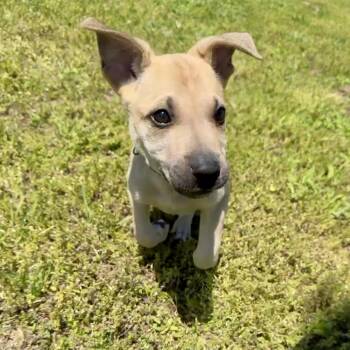 Angelus K 11 -  German Shepherd Dog and Mixed Breed Dog for Adoption in Union, Missouri - Angelus K 11 | PetCurious