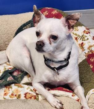 Dexter -  Chihuahua Dog for Adoption in Walnutport, Pennsylvania - Dexter | PetCurious