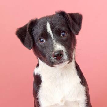 Affenpinscher and Australian Shepherd Dogs Available for Adoption - Marley | PetCurious