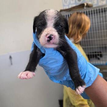 Pit Bull Terrier Dogs Available for Adoption in Austin, Texas - Jaguar | PetCurious