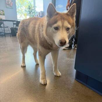 Angie -  Husky Dog for Adoption in Kingman, Arizona - Angie | PetCurious