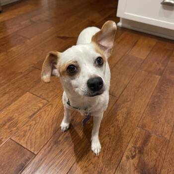 Jack Russell Terrier Dogs Available for Adoption - Valley - *Available 2/21* Costa Mesa Location | PetCurious