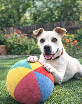 Cookie -  Pit Bull Terrier and American Bulldog Dog for Adoption in Fairfield, Connecticut - Cookie | PetCurious