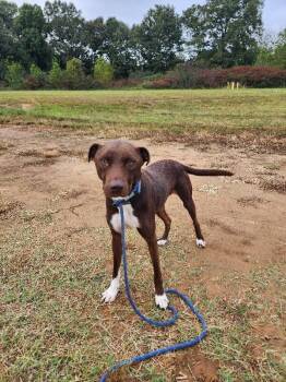 Clarence -  Pit Bull Terrier and Mixed Breed Dog for Adoption in Jackson, Tennessee - Clarence | PetCurious