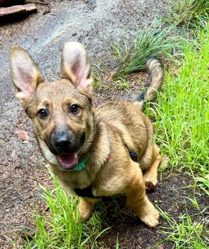 Corgi Dogs Available for Adoption in Hoopa, California - MarleyMarie | PetCurious