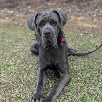 Miss Maple(HW+) 03-0442 -  Neapolitan Mastiff Dog for Adoption in Covington, Georgia - Miss Maple(HW+) 03-0442 | PetCurious