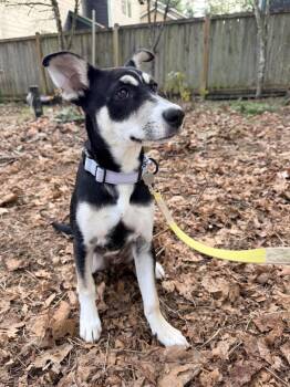 German Shepherd Dog and Australian Kelpie Dogs Available for Adoption - Sprinkles FKA Aespa K Pop | PetCurious