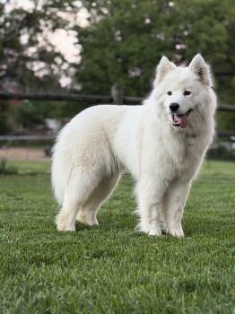 Isla -  Samoyed Dog for Adoption in St. Peters, Missouri - Isla | PetCurious