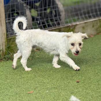 Albie AKA Yuki 6616 -  Maltese and None Dog for Adoption in Loxahatchee Groves, Florida - Albie AKA Yuki 6616 | PetCurious